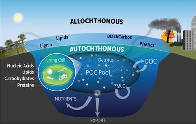 Particulate Organic Carbon Deconstructed: Molecular and Chemical Composition of Particulate Organic Carbon in the Ocean